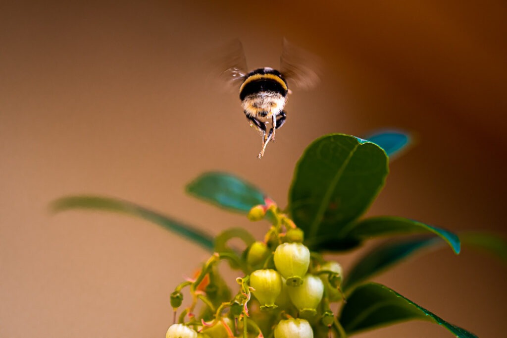La photographie 19 mai de Stenpicture est une ode à la patience et à l&#039;inattendu, capturant l&#039;essence éphémère d&#039;un moment partagé avec un bourdon en plein vol dans le décor naturel majestueux du Pilat.