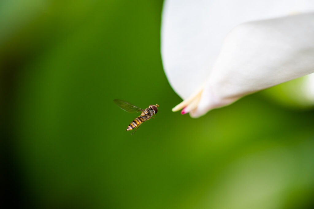 A deux doigts est une célébration de l&#039;éphémère et de l&#039;inattendu, capturée dans la série Kiguu. Cette œuvre saisissante dépeint un syrphe dansant autour d&#039;un magnolia en floraison, symbolisant une rencontre fortuite entre la nature et le sublime.