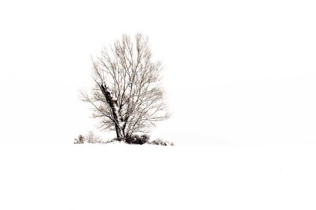 Mémoire Blanche est une photographie d’Art en tirage limité à 10 exemplaires, signés et certifiés. Minimaliste et intemporelle, elle capte la force silencieuse d’un arbre solitaire au cœur d’un paysage effacé.