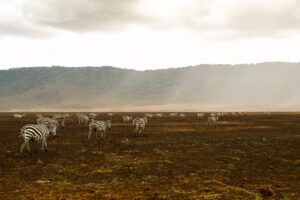 Découvrez Attraction, une photographie emblématique capturant l'essence de la liberté au cœur du Ngorongoro. Ce cliché saisissant de zèbres en quête de nourriture illustre la beauté brute et la résilience de la vie sauvage africaine.