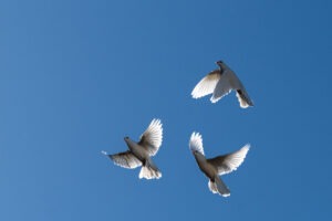 Chavadanse : Trois colombes dansent dans un ciel bleu pur au-dessus du château Chavagnac. Une photo poétique, lumineuse et pleine de grâce aérienne.