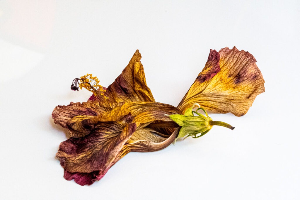 Dernier Instant capture l&#039;élégance d’une fleur d’hibiscus séchée, saisie dans sa transformation ultime. Jadis rouge éclatant, ses pétales se parent désormais de tons jaunes subtils, évoquant un crépuscule chaleureux.