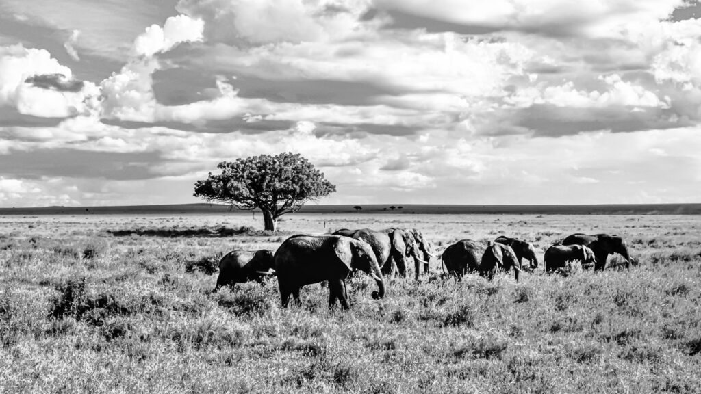 Un tirage d&#039;art noir et blanc représentant une famille d&#039;éléphants en route vers un point d&#039;eau dans la parc Tarangir en Tanzanie.