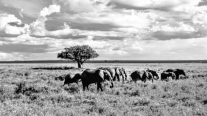 Un tirage d'art noir et blanc représentant une famille d'éléphants en route vers un point d'eau dans la parc Tarangir en Tanzanie.