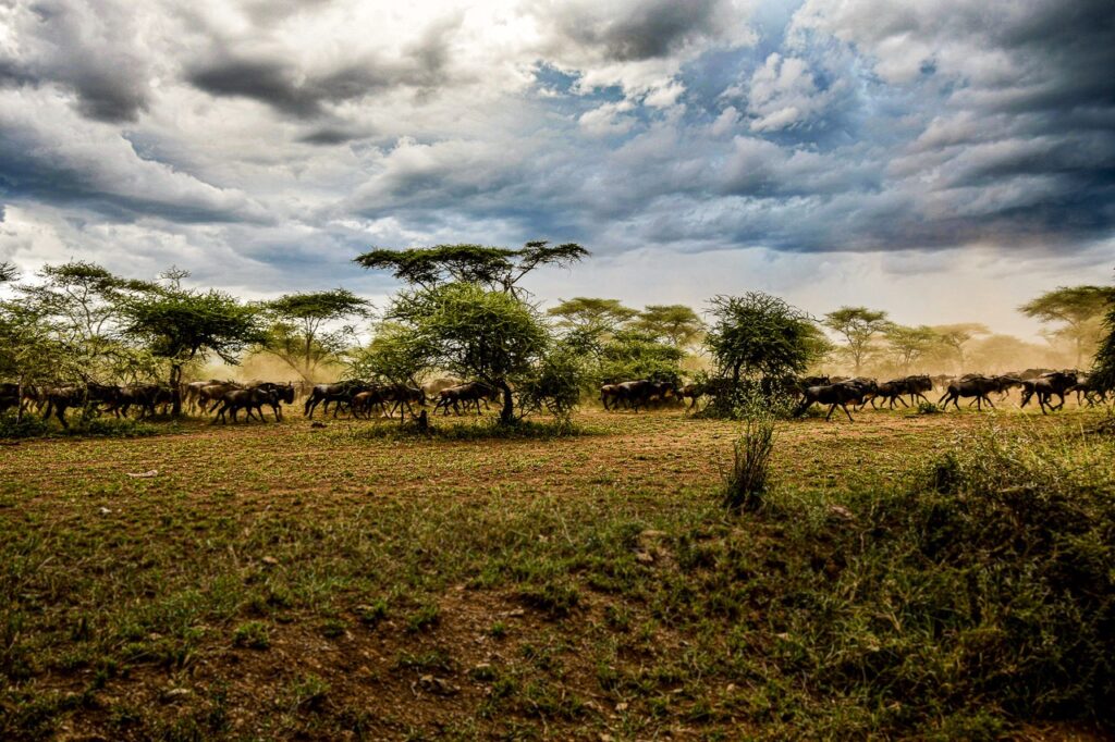 Capturez l&#039;essence de la liberté avec Gymkhana, une photographie saisissante de la grande migration dans le Serengeti.