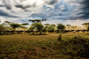 Capturez l'essence de la liberté avec Gymkhana, une photographie saisissante de la grande migration dans le Serengeti.