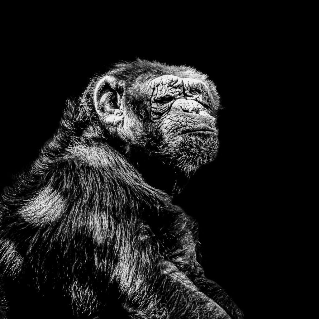 Mafioso dépeint la sagesse incarnée d&#039;un vieux mâle chimpanzé, évoquant des réflexions profondes sur la vie, la maturité et la dignité naturelle.