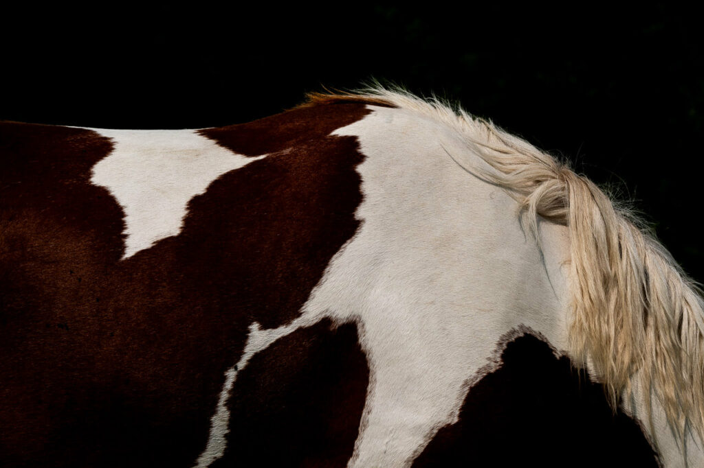 Marronner est bien plus qu&#039;une simple photographie de cheval. C&#039;est une immersion dans l&#039;esprit rebelle et doux d&#039;un magnifique spécimen équin. Cette œuvre capture l&#039;essence même de la nature, offrant une expérience sensorielle qui vous transporte dans le Cantal. Découvrez le &quot;Shitsukan&quot; et laissez-vous séduire par l&#039;histoire que &quot;Marronner&quot; raconte.