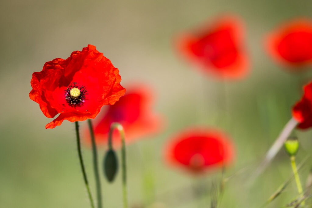 Poppies est une photographie captivante qui met en lumière la délicatesse des coquelicots, ces fleurs éclatantes de rouge qui symbolisent à la fois la beauté de l&#039;été et la résilience face à l&#039;adversité.