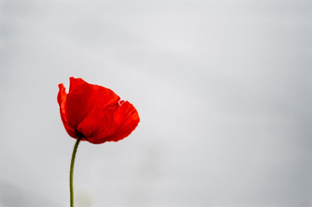 Explorez Rêve d&#039;Opium, une œuvre captivante où un coquelicot solitaire défie un ciel gris nuageux, symbolisant la force et la beauté éphémère.