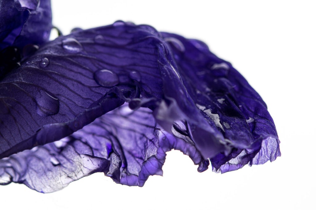 Songe d&#039;Iris est une œuvre captivante issue de la série &quot;Shikichou&quot;, représentant une fleur d&#039;Iris violette émergente, sublimée par des gouttes de pluie et un éclairage naturel délicat.