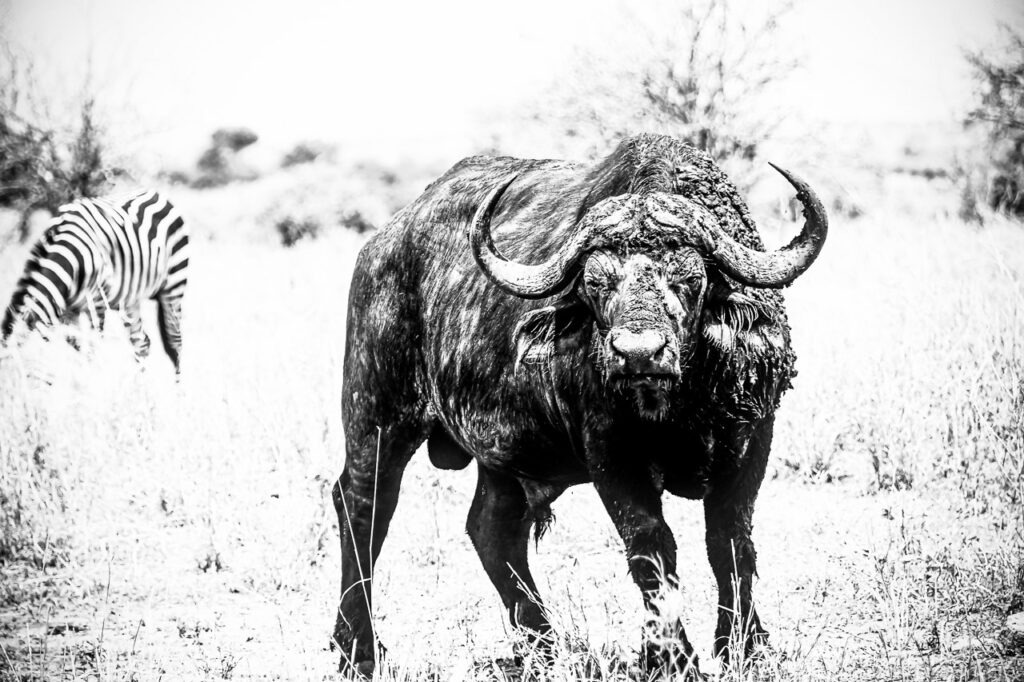 T’es pas cap ! : une photo en noir et blanc captivant la puissance d&#039;un buffle africain dans le parc de Tarangire.