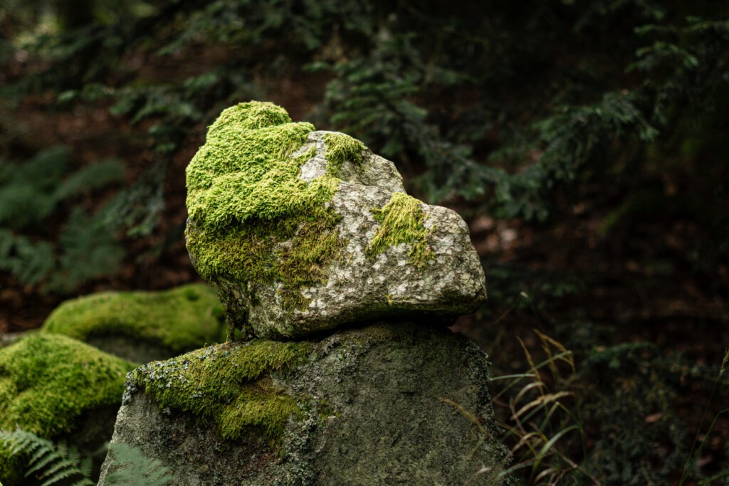 Silence Fossile Silence Fossile – Une photographie d’art entre vie et pierre.