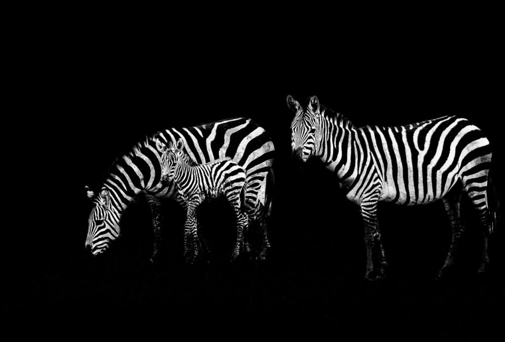 Trinité Totémique Trinité Totémique : photographie d’art en tirage limité. Une apparition animale sculptée de lumière, entre mystère, silence et puissance graphique.